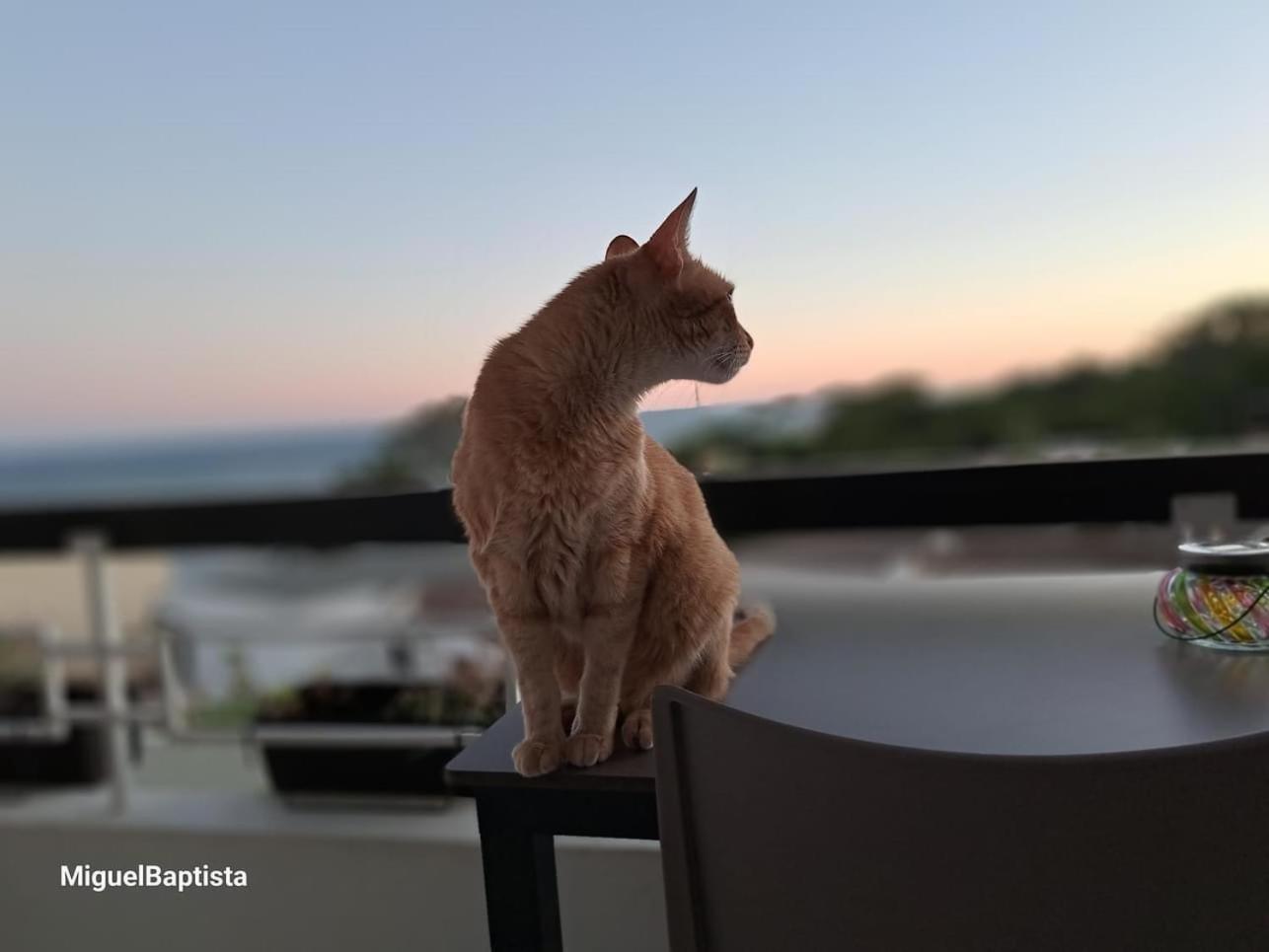 Apartamentos Do Parque Albufeira Dış mekan fotoğraf